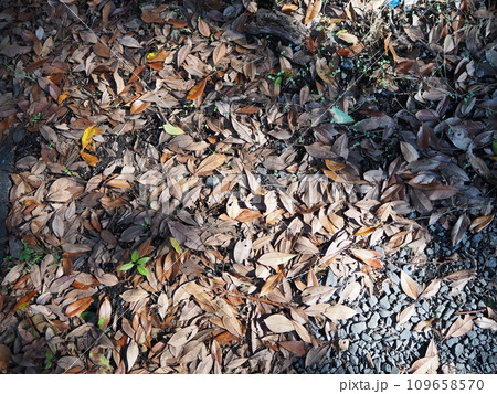 砂利の上に落ち葉が積もった風景 109658570