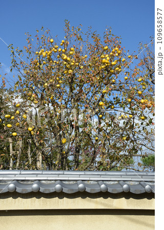 秋の相国寺　境内の花梨　京都市上京区 109658577