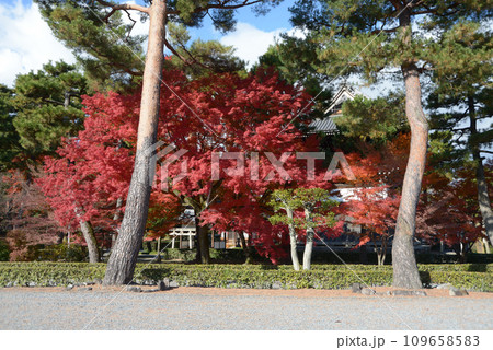 秋の相国寺　境内の松と紅葉　京都市上京区 109658583
