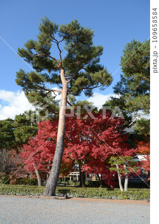秋の相国寺 境内の松と紅葉 京都市上京区 秋の相国寺 境内の松と紅葉 京都市上京区 109658584