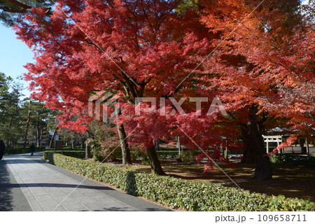 秋の相国寺　境内の紅葉　京都市上京区 109658711