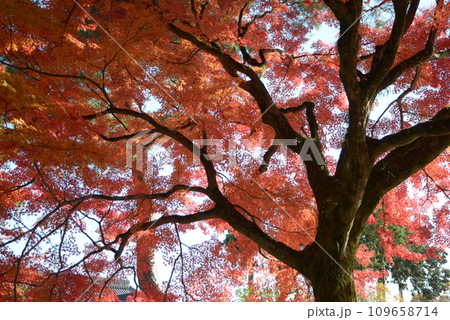 秋の相国寺 境内の紅葉 京都市上京区 秋の相国寺 境内の紅葉 京都市上京区 109658714