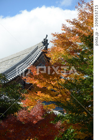 秋の相国寺　法堂と紅葉　京都市上京区 109658715
