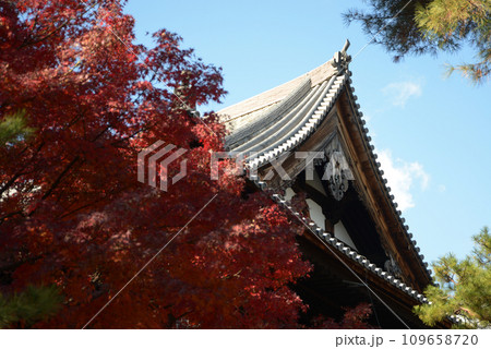 秋の相国寺　法堂と紅葉　京都市上京区 109658720