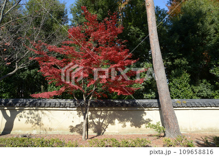 秋の相国寺 境内の紅葉 京都市上京区 秋の相国寺 境内の紅葉 京都市上京区 109658816