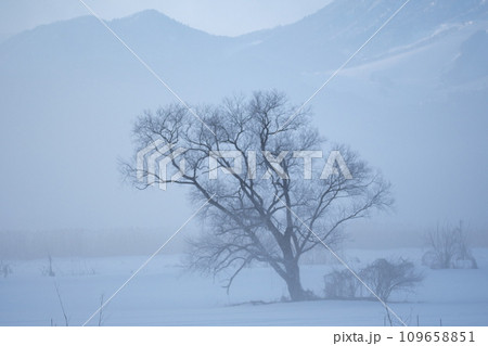 朝霧立ち込める千曲川の雪原に佇む一本の樹 109658851