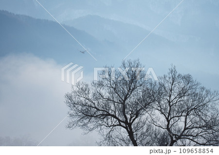 朝霧立ち込める千曲川の雪原に佇む一本の樹と飛ぶ鶴 朝霧立ち込める千曲川の雪原に佇む一本の樹と飛ぶ鶴 109658854