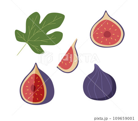 Figs are whole and in section with leaves set. Vector illustration of a tropical fig fruit. Isolated on white. Figs are whole and in section with leaves set. Vector illustration of a tropical fig fruit. Isolated on white. 109659001