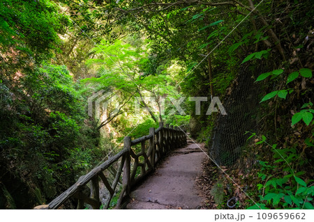 兵庫県神戸市 布引の滝へと続く遊歩道 109659662