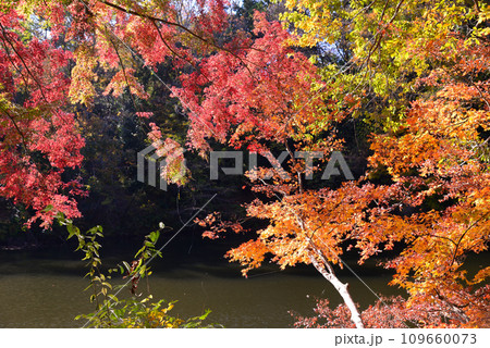 湖面に映る紅葉が美しい震生湖の秋 湖面に映る紅葉が美しい震生湖の秋 109660073