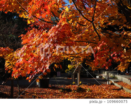 紅葉の東福寺塔頭勝林寺 紅葉の東福寺塔頭勝林寺 109660075
