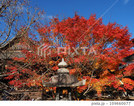 紅葉の東福寺塔頭勝林寺 紅葉の東福寺塔頭勝林寺 109660077
