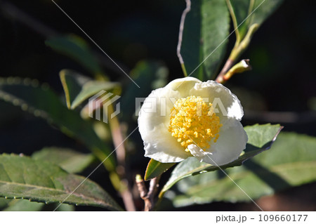 お茶の花 お茶の花 109660177