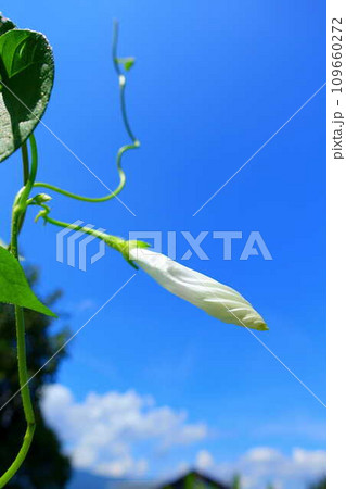 アサガオ　朝顔　あさがお　つぼみ 109660272