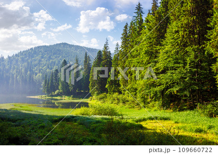 forested mountainous summer landscape. green scenery of synevyr lake in carpathian coniferous woods on a sunny morning. fluffy clouds on the bright blue sky 109660722