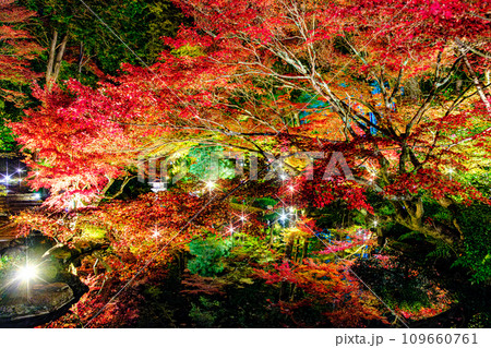 京都、金戒光明寺紫雲の庭ライトアップ 109660761
