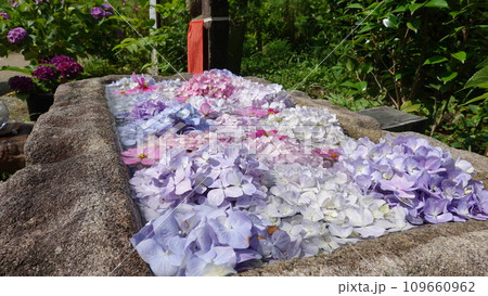 花と寺 花と寺 109660962