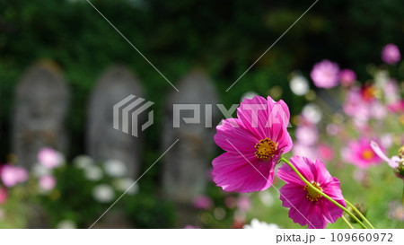 花と寺 花と寺 109660972