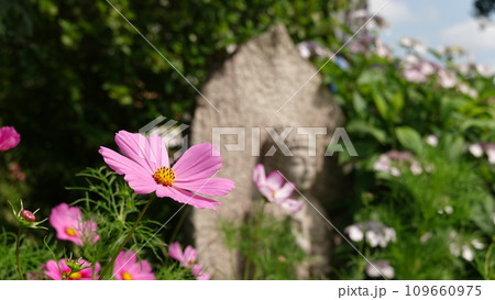 花と寺 花と寺 109660975