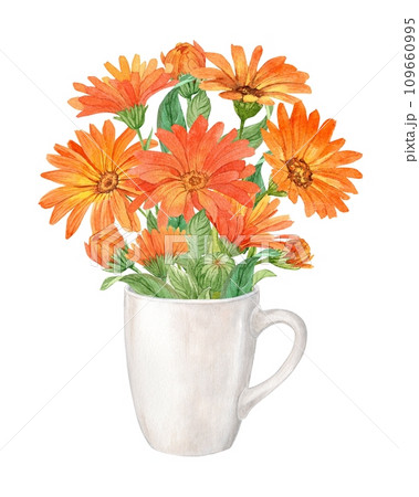 Orange marigold in a white mug, watercolor illustration 109660995