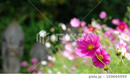花と寺 109660999