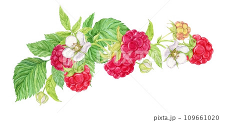 Composition of hanging raspberry branches. Watercolor red berries grow on branches, green leaves and flowers. Hanging from above is a bunch of garden berries, a harvest of natural products. Composition of hanging raspberry branches. Watercolor red berries grow on branches, green leaves and flowers. Hanging from above is a bunch of garden berries, a harvest of natural products. 109661020