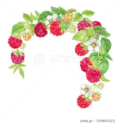 Composition of hanging raspberry branches. Watercolor red berries grow on branches, green leaves and flowers. Hanging from above is a bunch of garden berries, a harvest of natural products. Composition of hanging raspberry branches. Watercolor red berries grow on branches, green leaves and flowers. Hanging from above is a bunch of garden berries, a harvest of natural products. 109661022