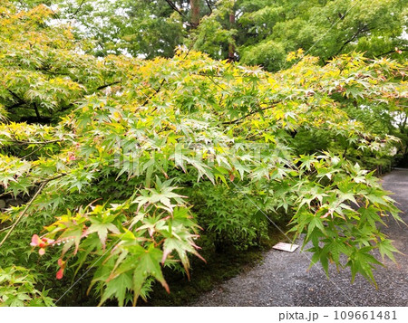 【日本】二尊院の参道　紅葉の馬場の青もみじ（京都） 109661481