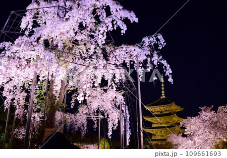 京都・東寺 桜のライトアップ 京都・東寺 桜のライトアップ 109661693