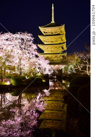 京都・東寺　桜のライトアップ 109661704