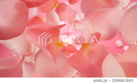 Falling Pink Rose Petals, Isolated on White Background. Falling Pink Rose Petals, Isolated on White Background. 109661865