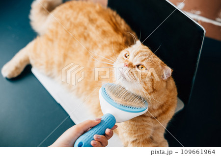 In a cozy home setting, a woman holds her Scottish Fold cat, brushing its fur with care and affection. Their owner-pet bond is evident in this heartwarming portrait. Pat love routine In a cozy home setting, a woman holds her Scottish Fold cat, brushing its fur with care and affection. Their owner-pet bond is evident in this heartwarming portrait. Pat love routine 109661964