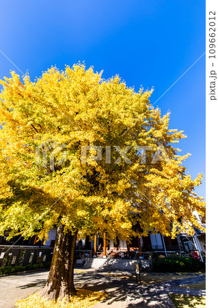 光永寺の大イチョウの紅葉 【長崎市】 光永寺の大イチョウの紅葉 【長崎市】 109662012