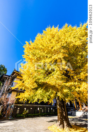 光永寺の大イチョウの紅葉　【長崎市】 109662013