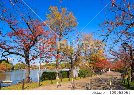 東京都 紅葉の上野公園、不忍池の遊歩道 109662063