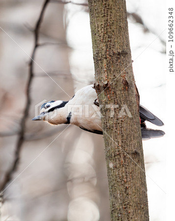 Great spotted woodpecker, Dendrocopos major, knocks on the bark of a tree, extracting edable insects. Bird in winter forest. Great spotted woodpecker, Dendrocopos major, knocks on the bark of a tree, extracting edable insects. Bird in winter forest. 109662348