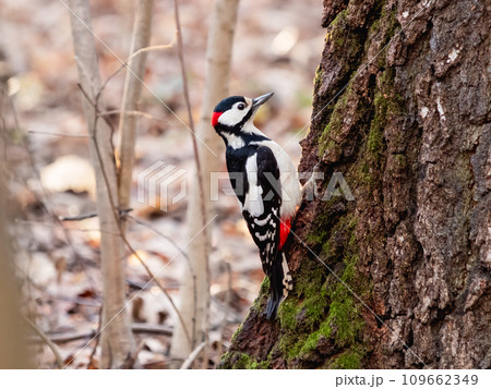 Great spotted woodpecker, Dendrocopos major, knocks on the bark of tree, extracting edable insects. Bird in autumn forest. 109662349