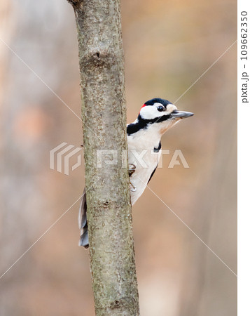 Great spotted woodpecker, Dendrocopos major, knocks on the bark of a tree, extracting edable insects. Bird in winter forest. 109662350