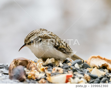 The Eurasian treecreeper or common treecreeper. Certhia familiaris, small passerine bird takes seeds for food from human made bird feeder. Winter season. The Eurasian treecreeper or common treecreeper. Certhia familiaris, small passerine bird takes seeds for food from human made bird feeder. Winter season. 109662360