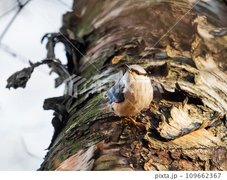 The Eurasian nuthatch or wood nuthatch. Sitta europaea, small passerine bird on tree. Winter season. 109662367