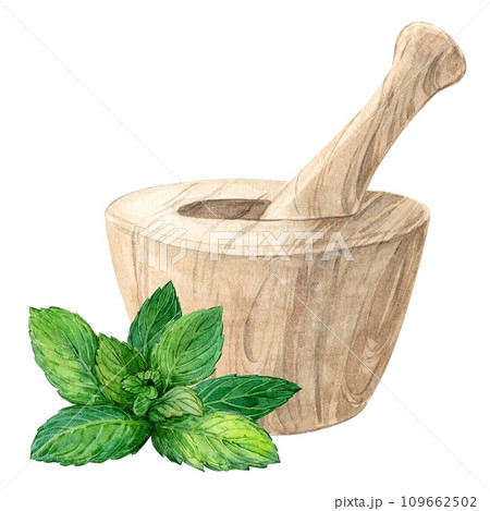 Wooden mortar and sprig of mint. Watercolor illustration in a rustic style. The concept of a home laboratory for the production of tea, herbal medicines. Wooden mortar and sprig of mint. Watercolor illustration in a rustic style. The concept of a home laboratory for the production of tea, herbal medicines. 109662502