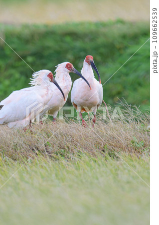 朱鷺の居る風景 109662539