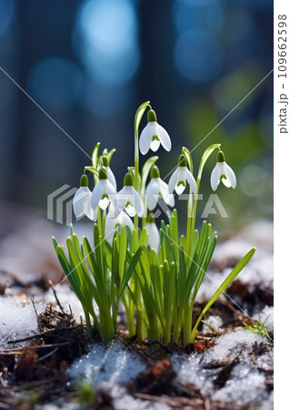 Snowdrop flower growing in snow in early spring forest. Spring flowers snowdrops symbolize the arrival of spring 109662598