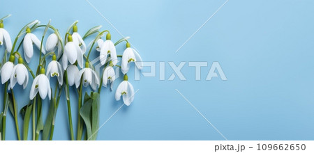 Snowdrops on a light blue background with copy space. 109662650