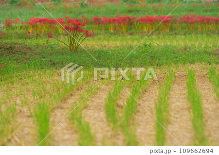 彼岸花が咲き乱れる京都のスポット亀岡市曽我部町 109662694