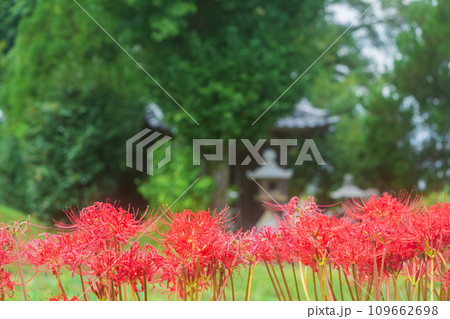 彼岸花が咲き乱れる京都のスポット亀岡市曽我部町 彼岸花が咲き乱れる京都のスポット亀岡市曽我部町 109662698