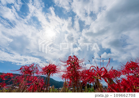 彼岸花が咲き乱れる京都のスポット亀岡市曽我部町 彼岸花が咲き乱れる京都のスポット亀岡市曽我部町 109662708