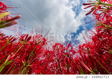 彼岸花が咲き乱れる京都のスポット亀岡市曽我部町 109662713
