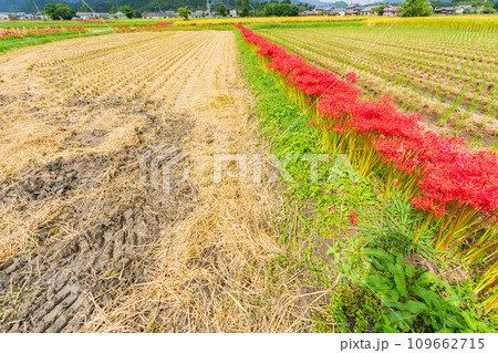 彼岸花が咲き乱れる京都のスポット亀岡市曽我部町 109662715