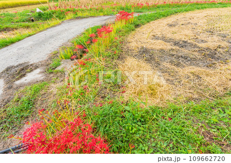 彼岸花が咲き乱れる京都のスポット亀岡市曽我部町 109662720
